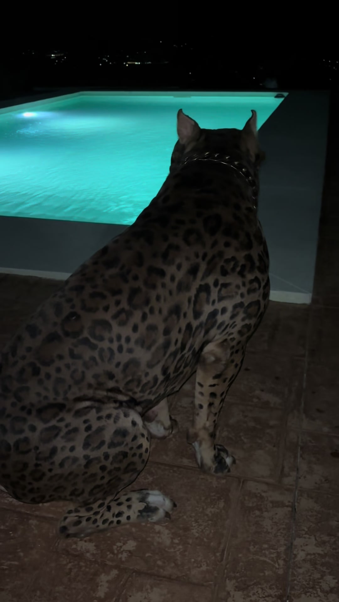@deanthedogman1