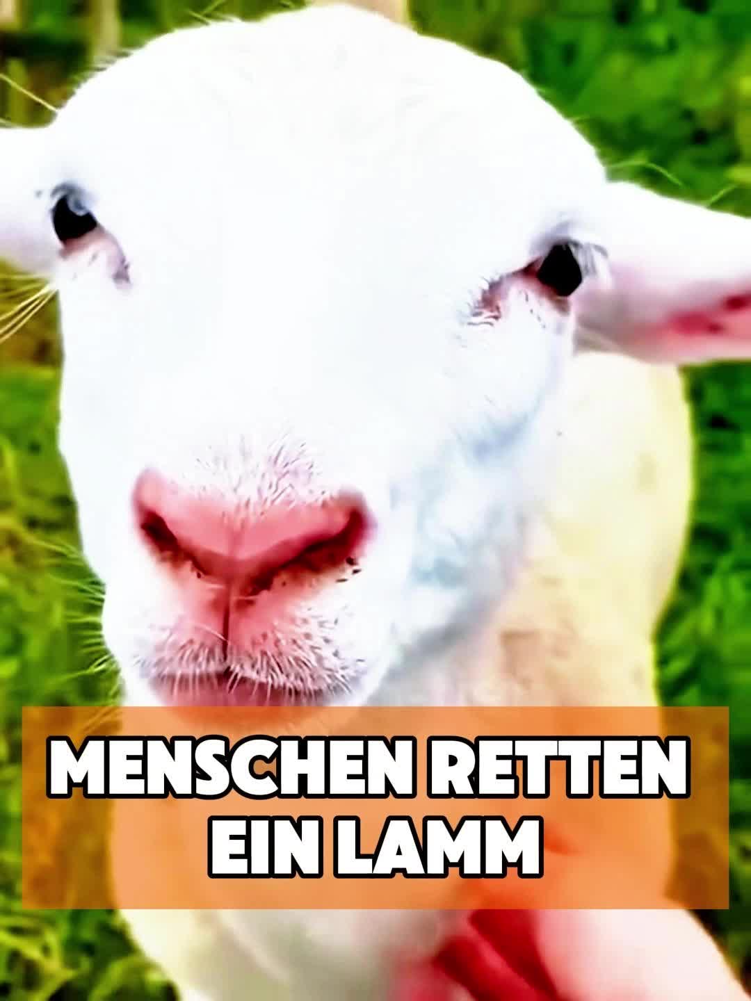 @toto_tier