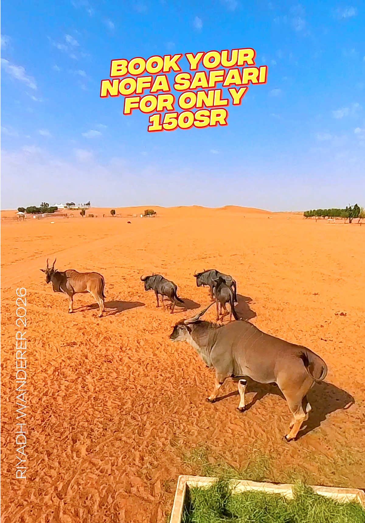 @Riyadh Wanderer