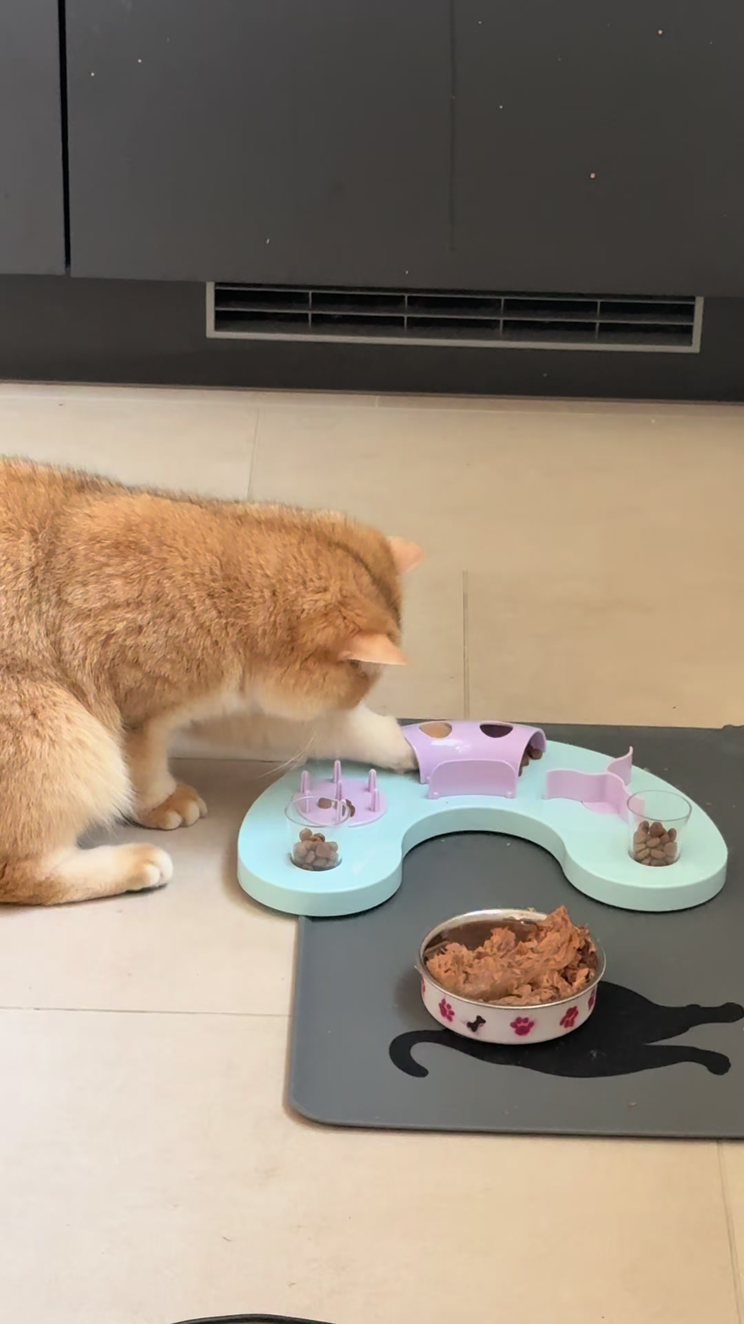 @Sammie_the_Cat