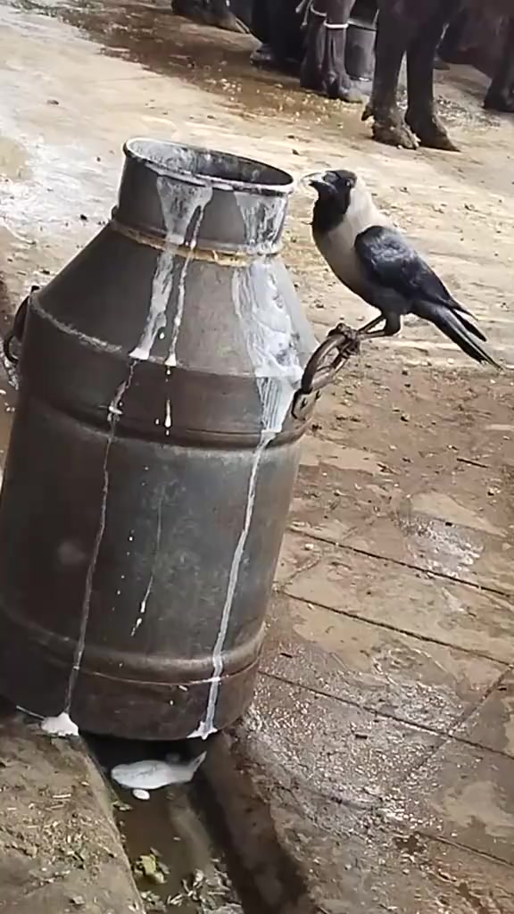@Thairhussain786110