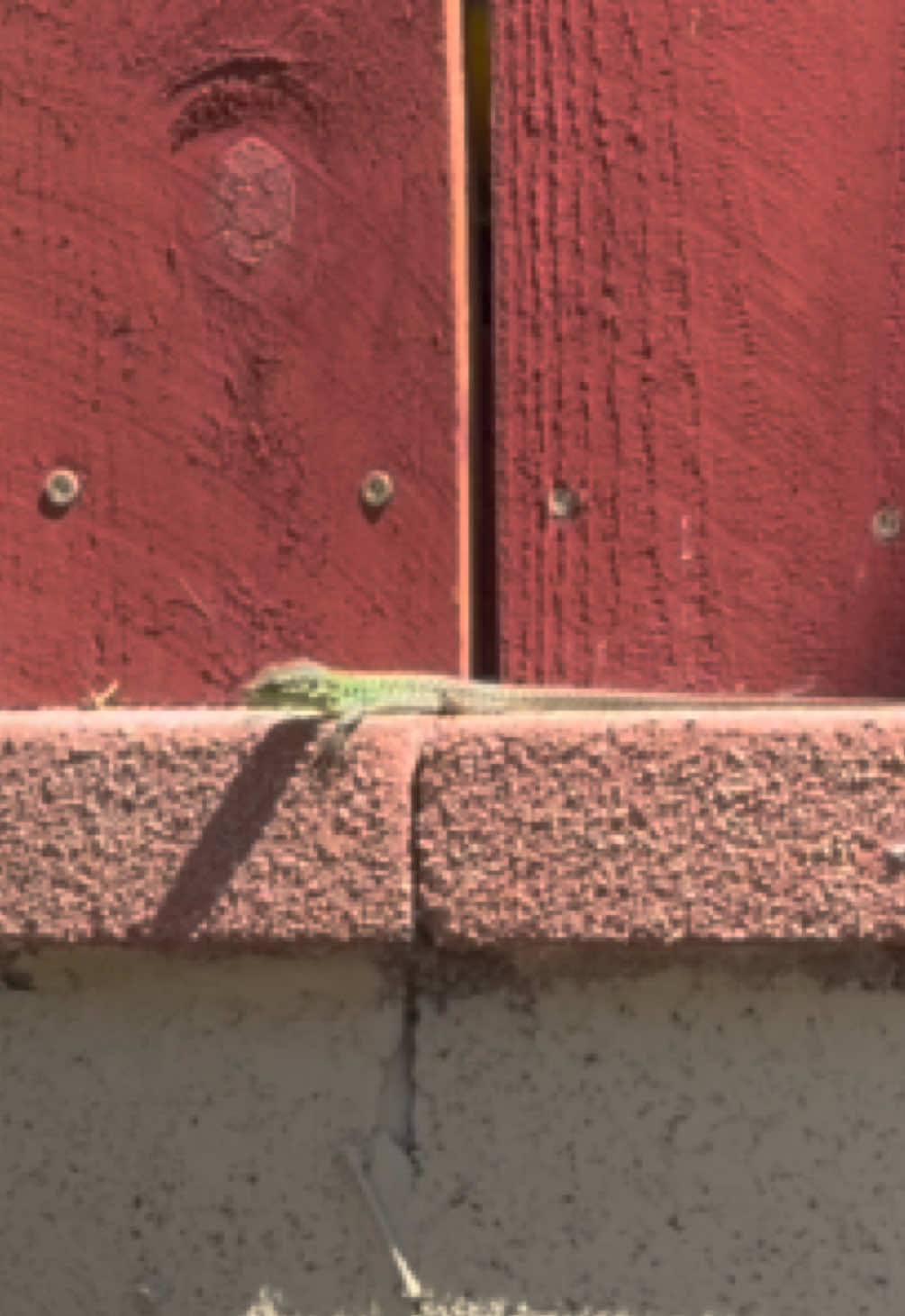 @reptileguyat