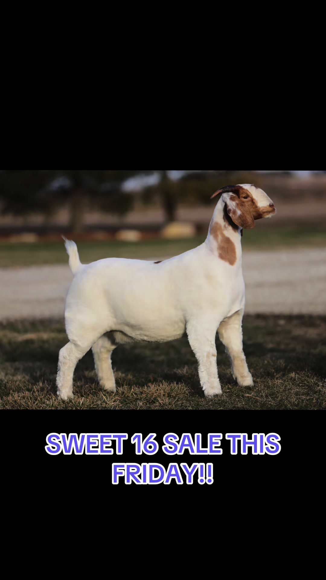 @regelboergoats