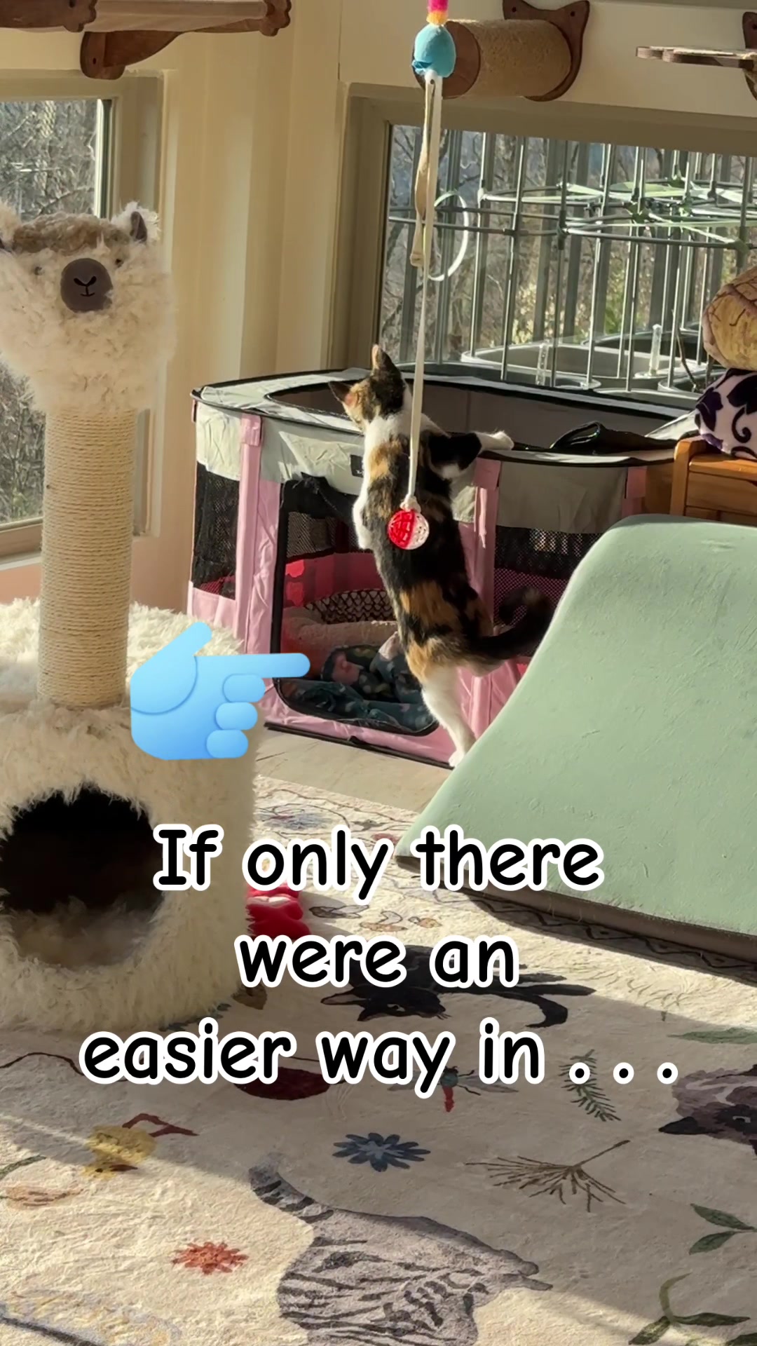 @Gracie’s Circling Paws