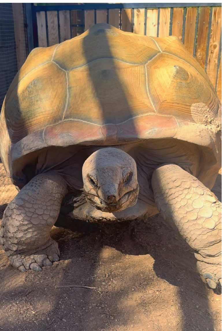 @Western State Tortoise
