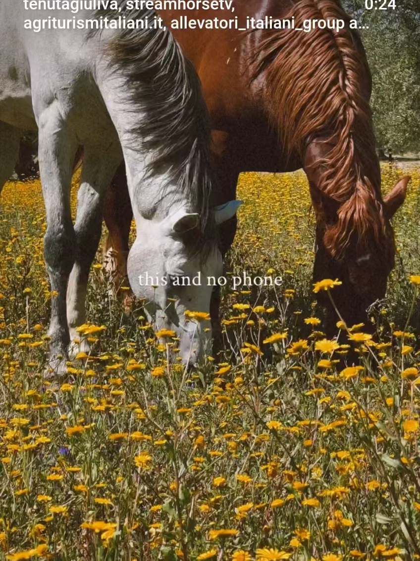 @streamhorse