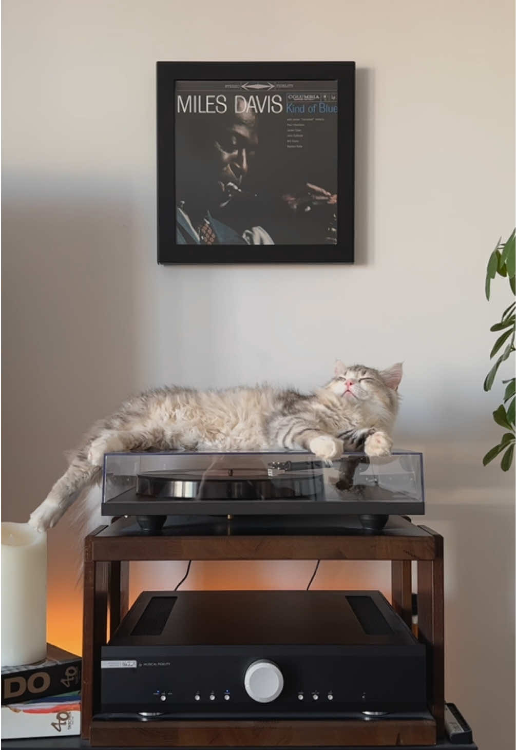 @Leon The Vinyl Cat