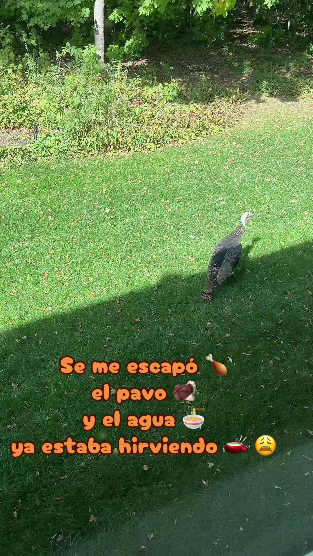 @🍂🍁🌻OTOÑO 🌻🍂🍁