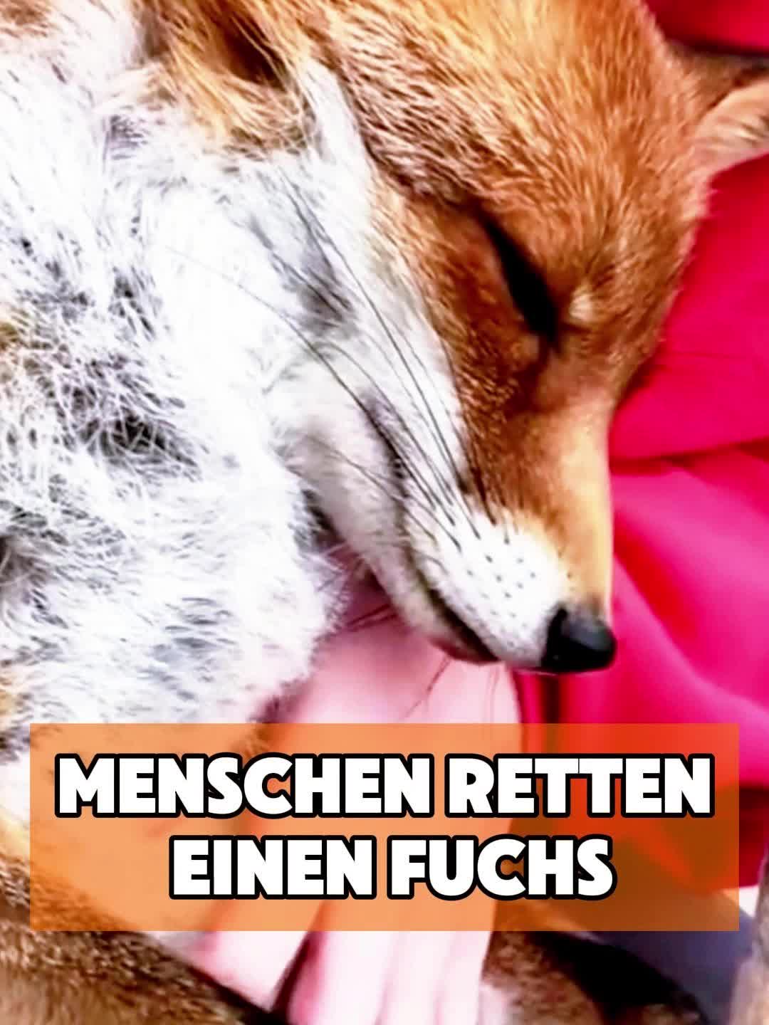 @toto_tier