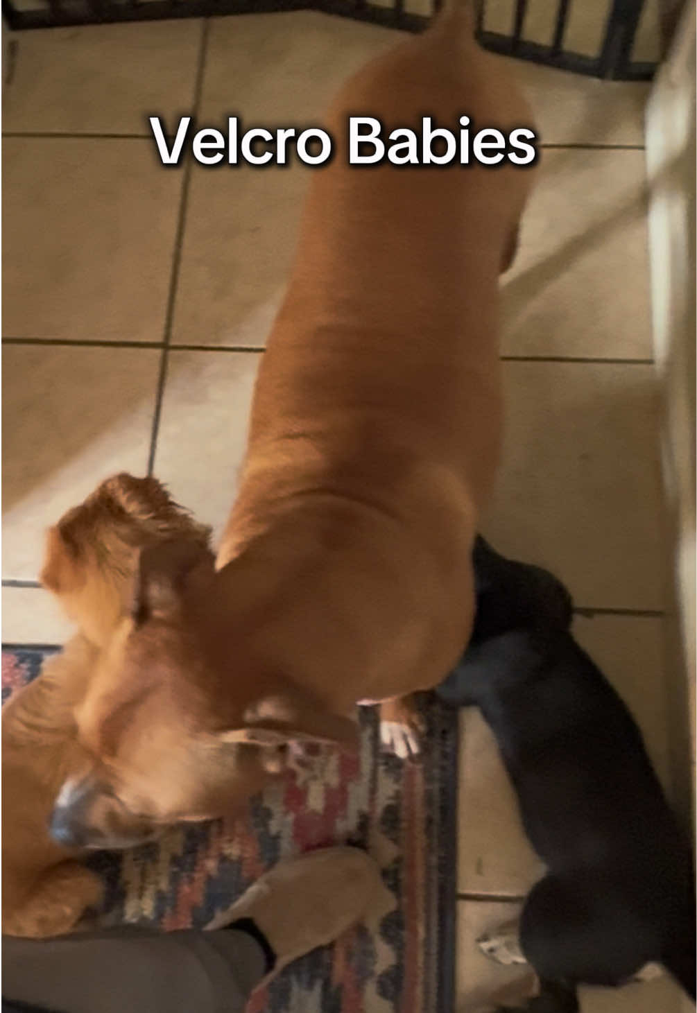 @Jordan & Amos 🐾