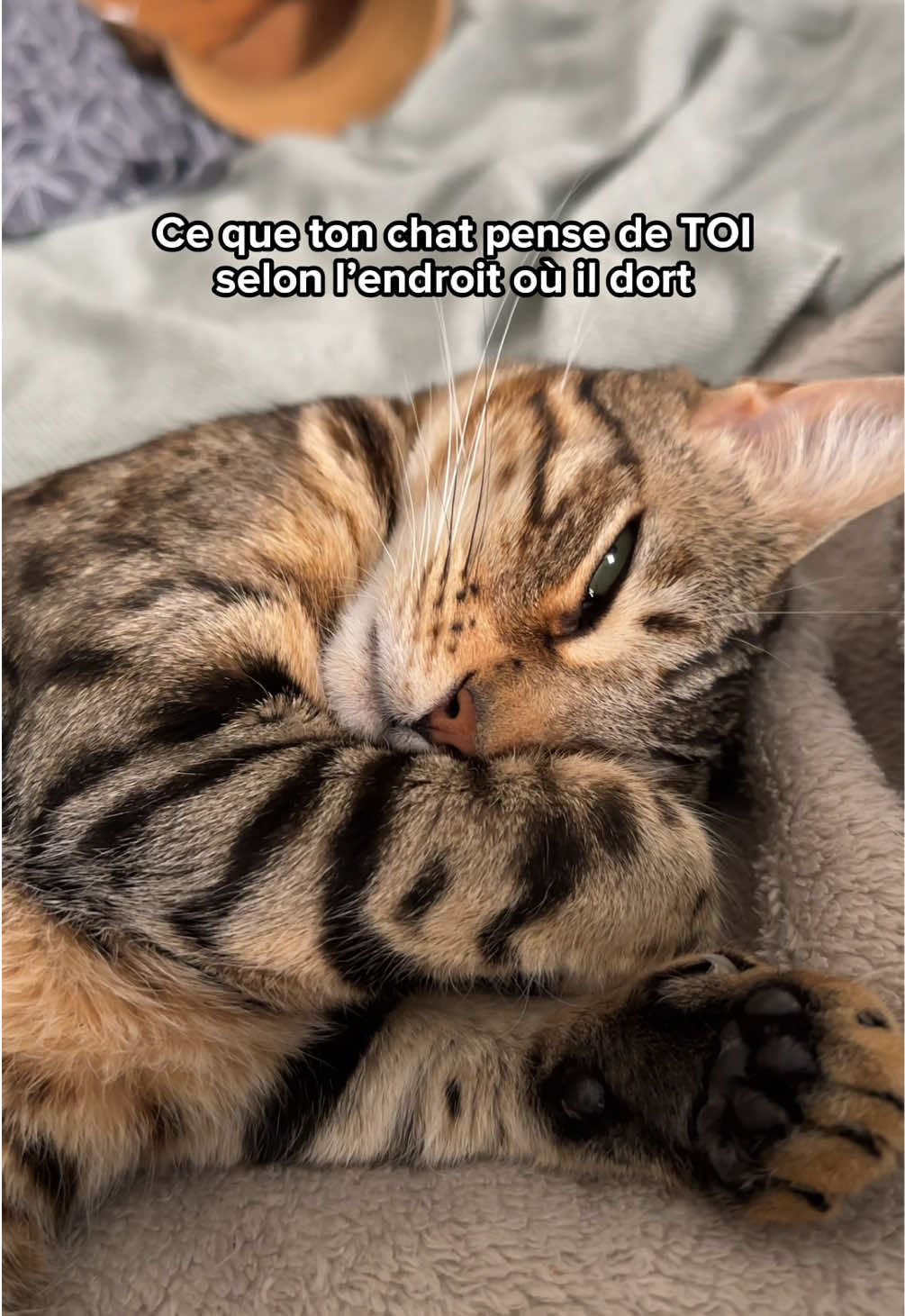@Ricki the Bengal