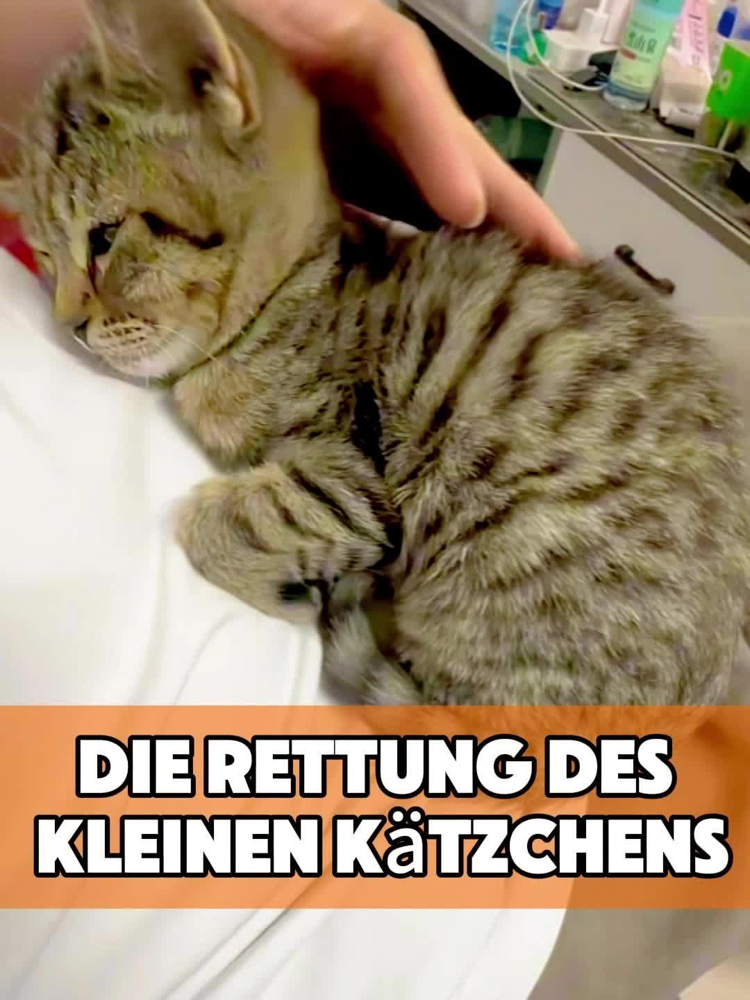 @toto_tier