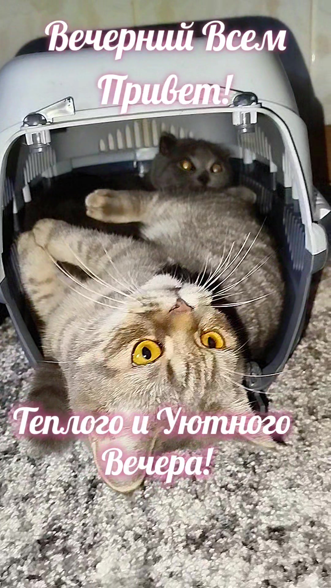 @😻Риччи&Джесси🐈Масик👼&Андрей
