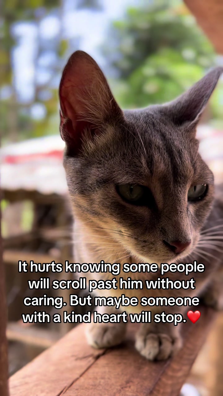 @Dad for all cats and dogs 🐶🐱