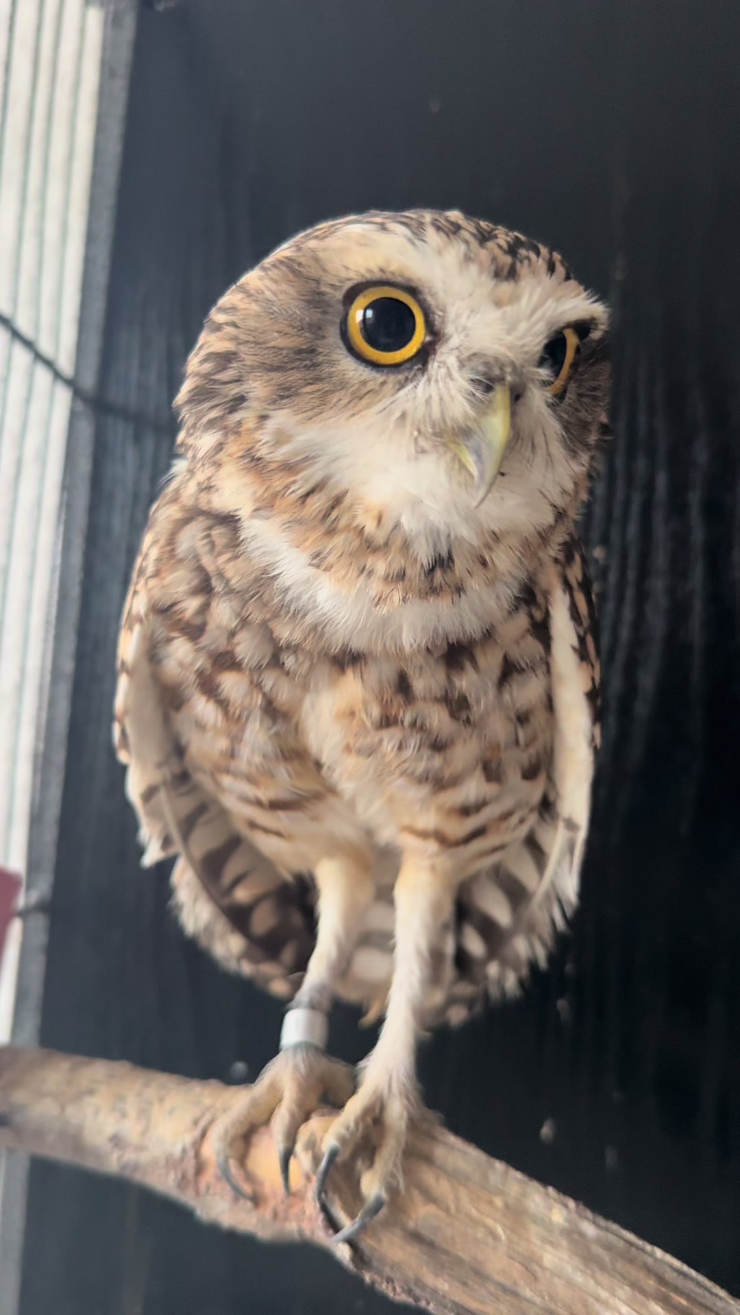 @Kreischhuhn Karma 🦉