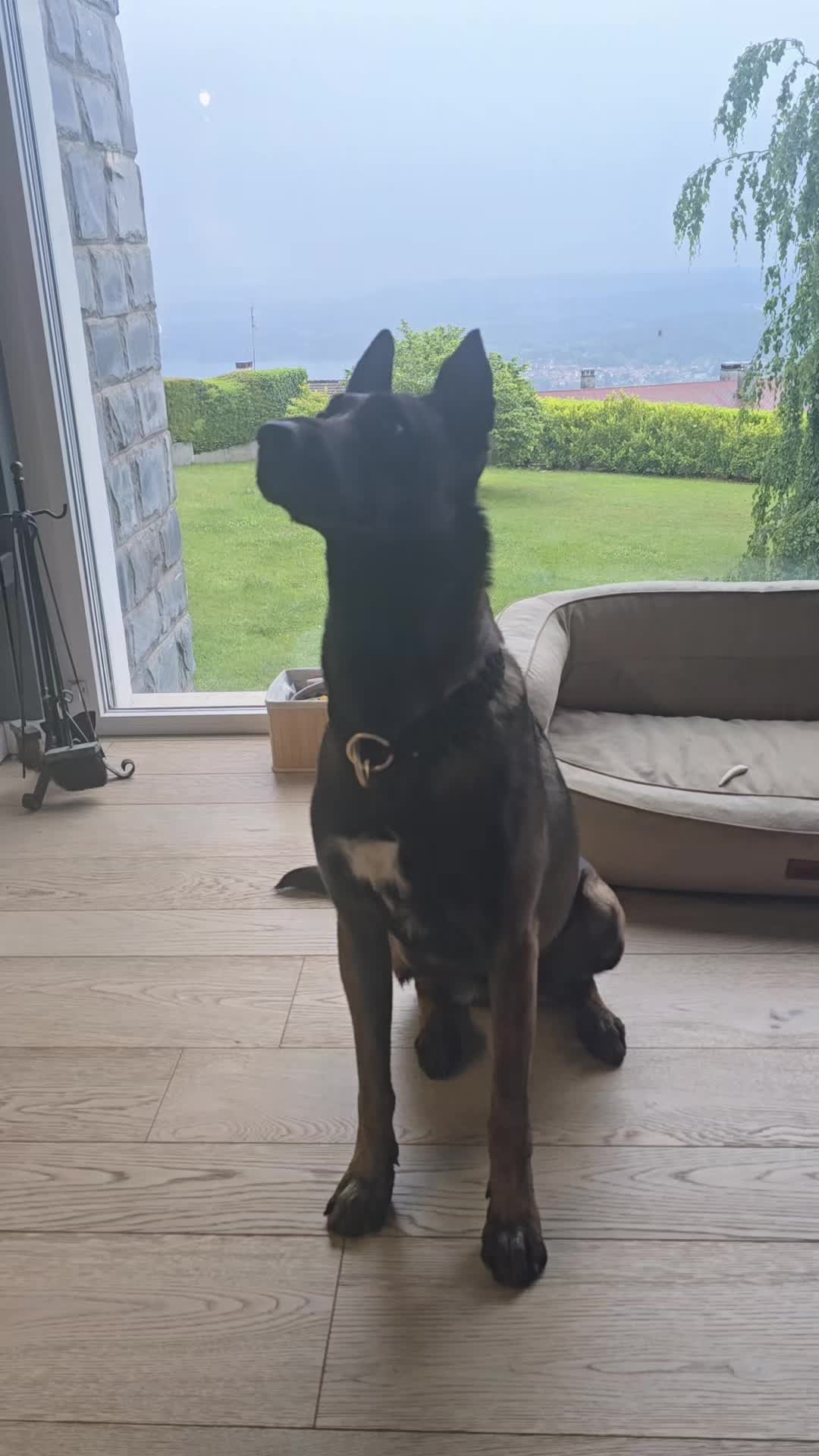 @Morgè_Malinois