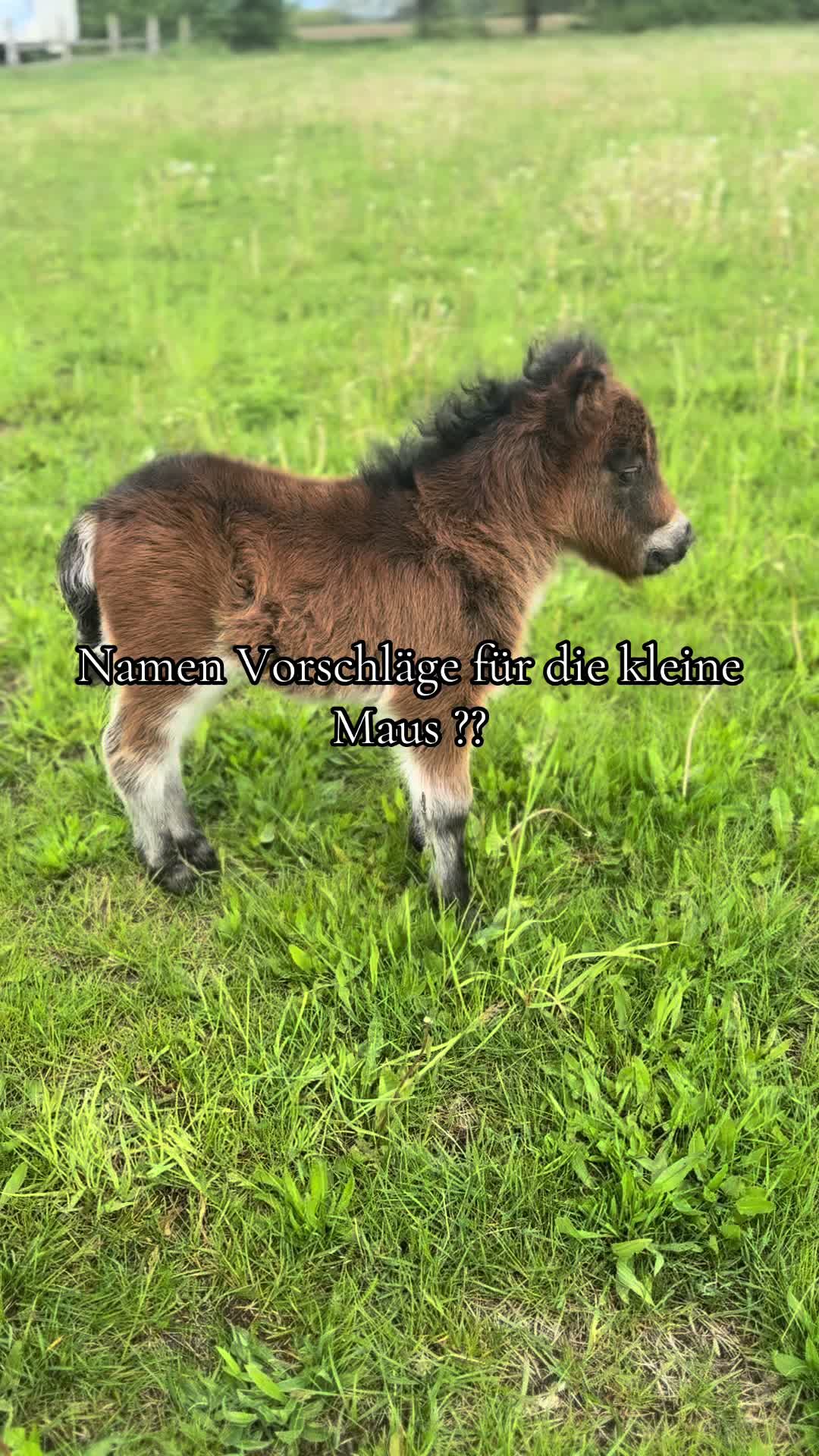 @Horses