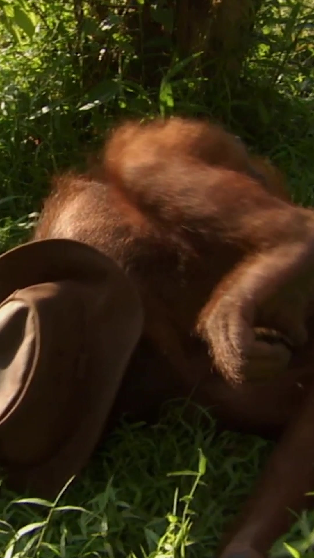 @Animal Planet
