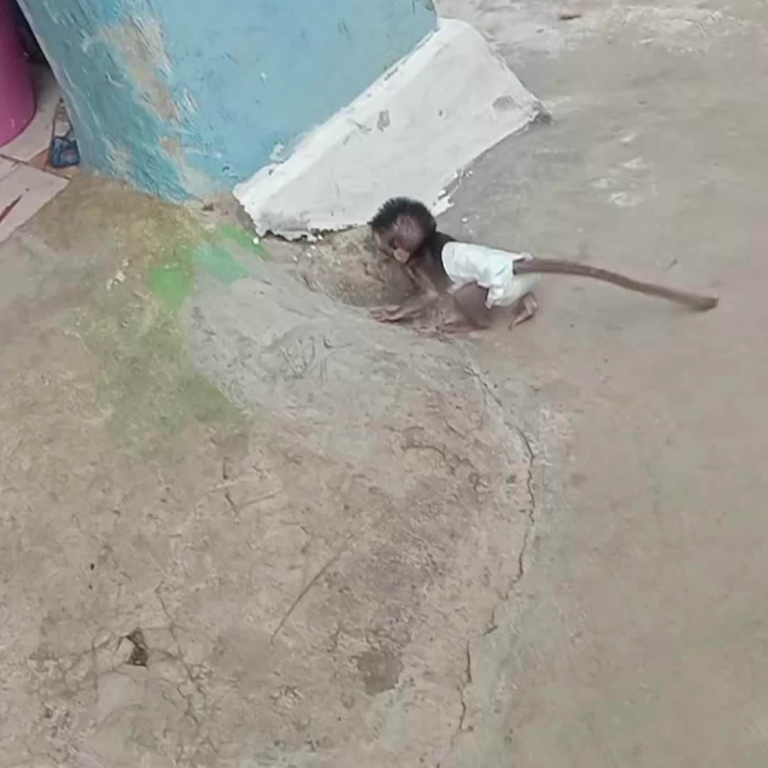 @Monkey TP