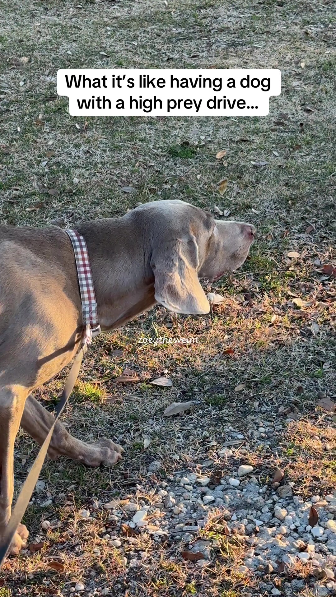 @Zoey the Weim