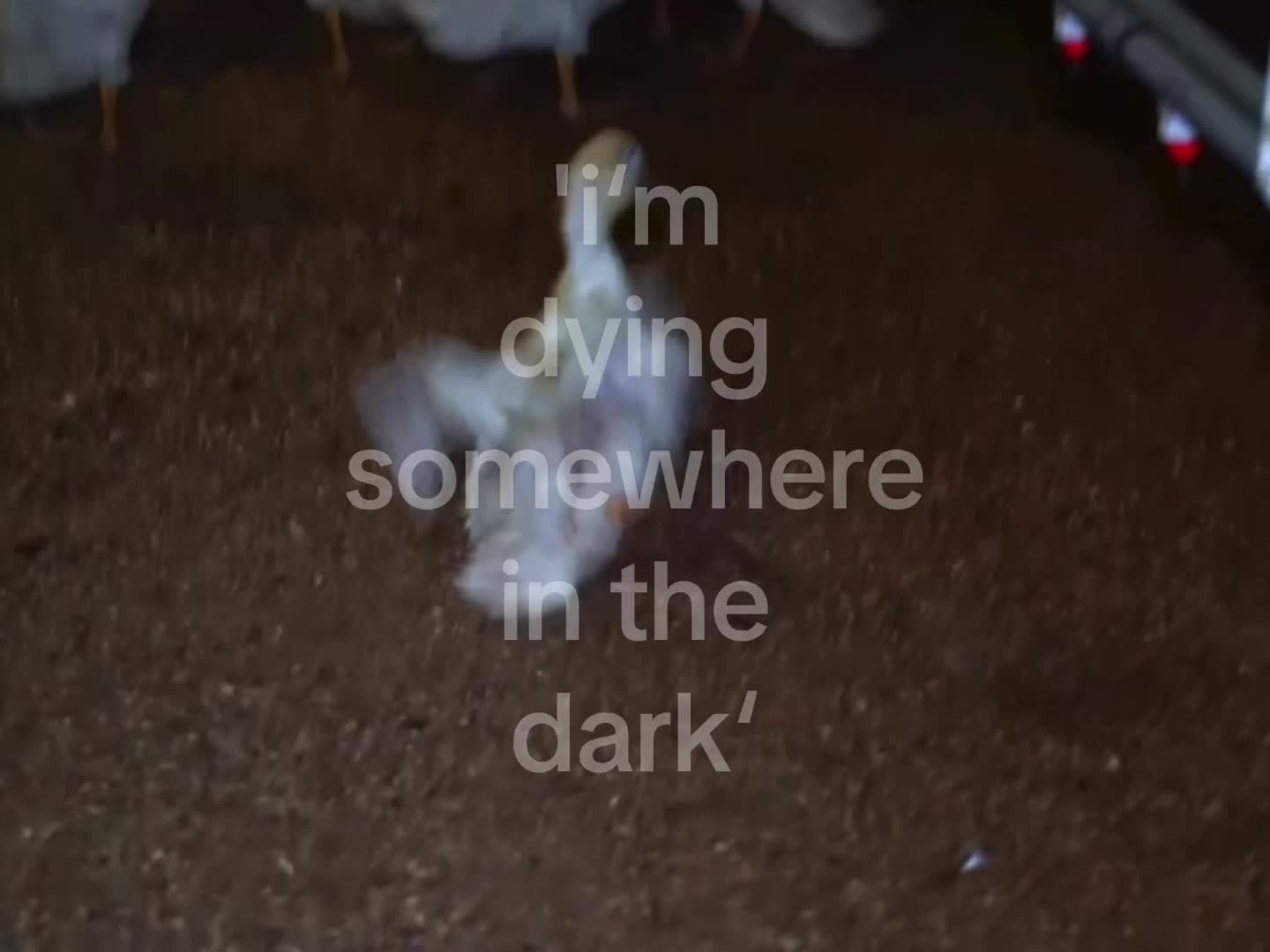 @Lu
