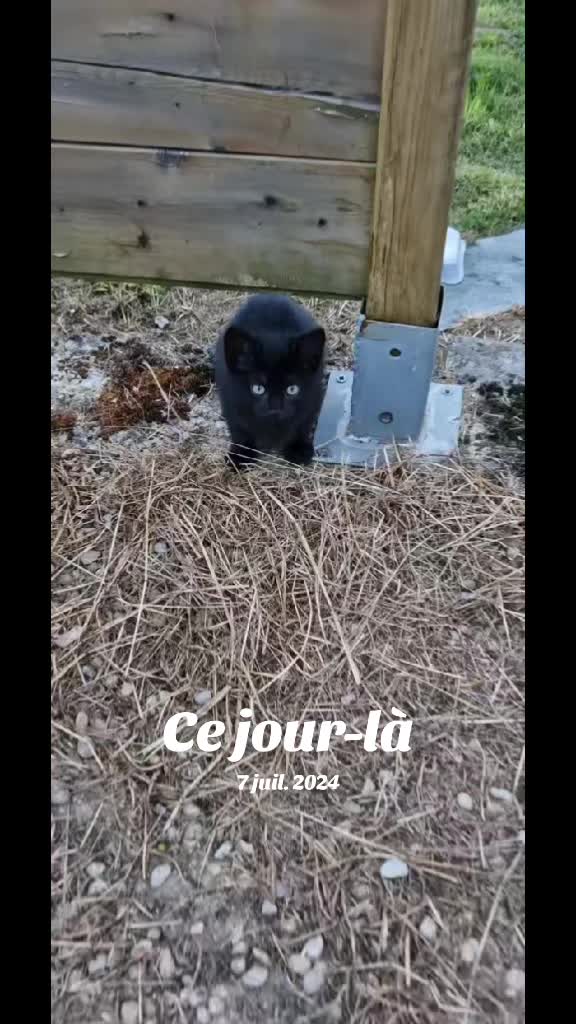 @CARO 2.0