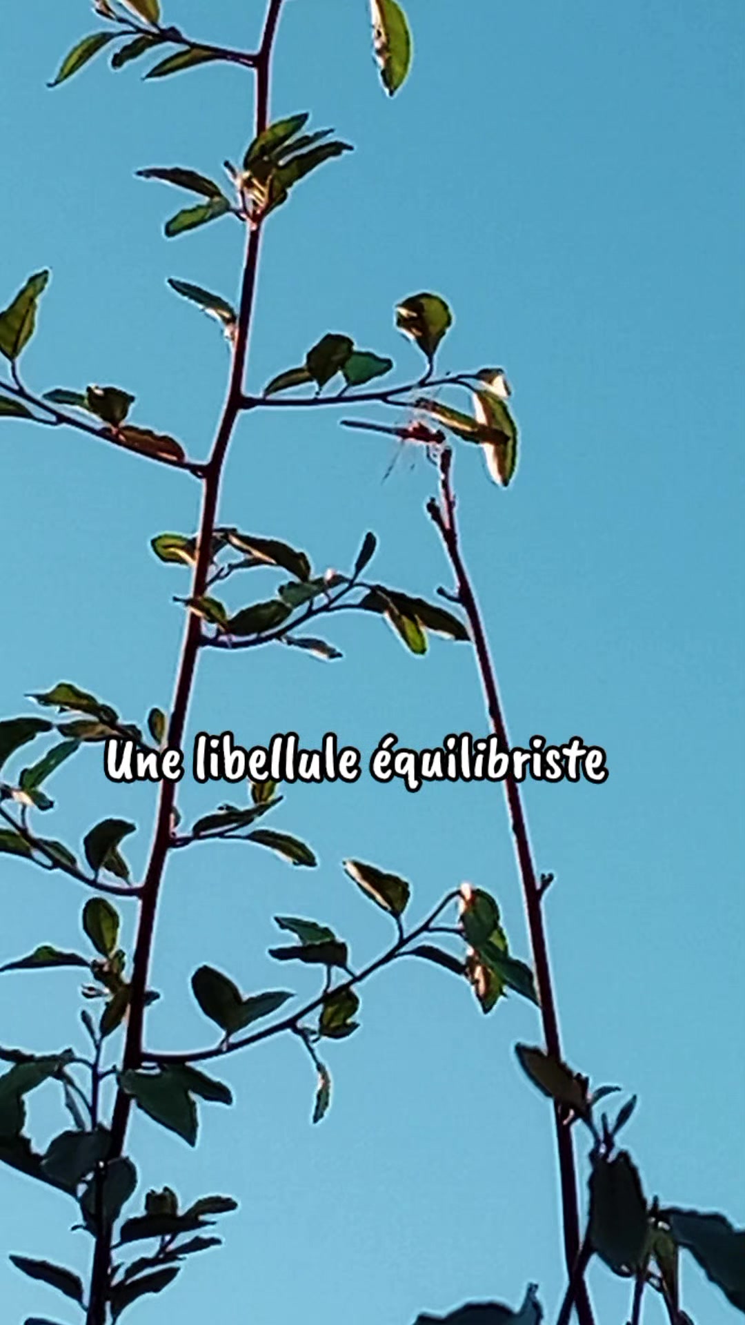 @𝘚𝘶𝘱𝘦𝘳 𝘗𝘩𝘪𝘯𝘰𝘶
