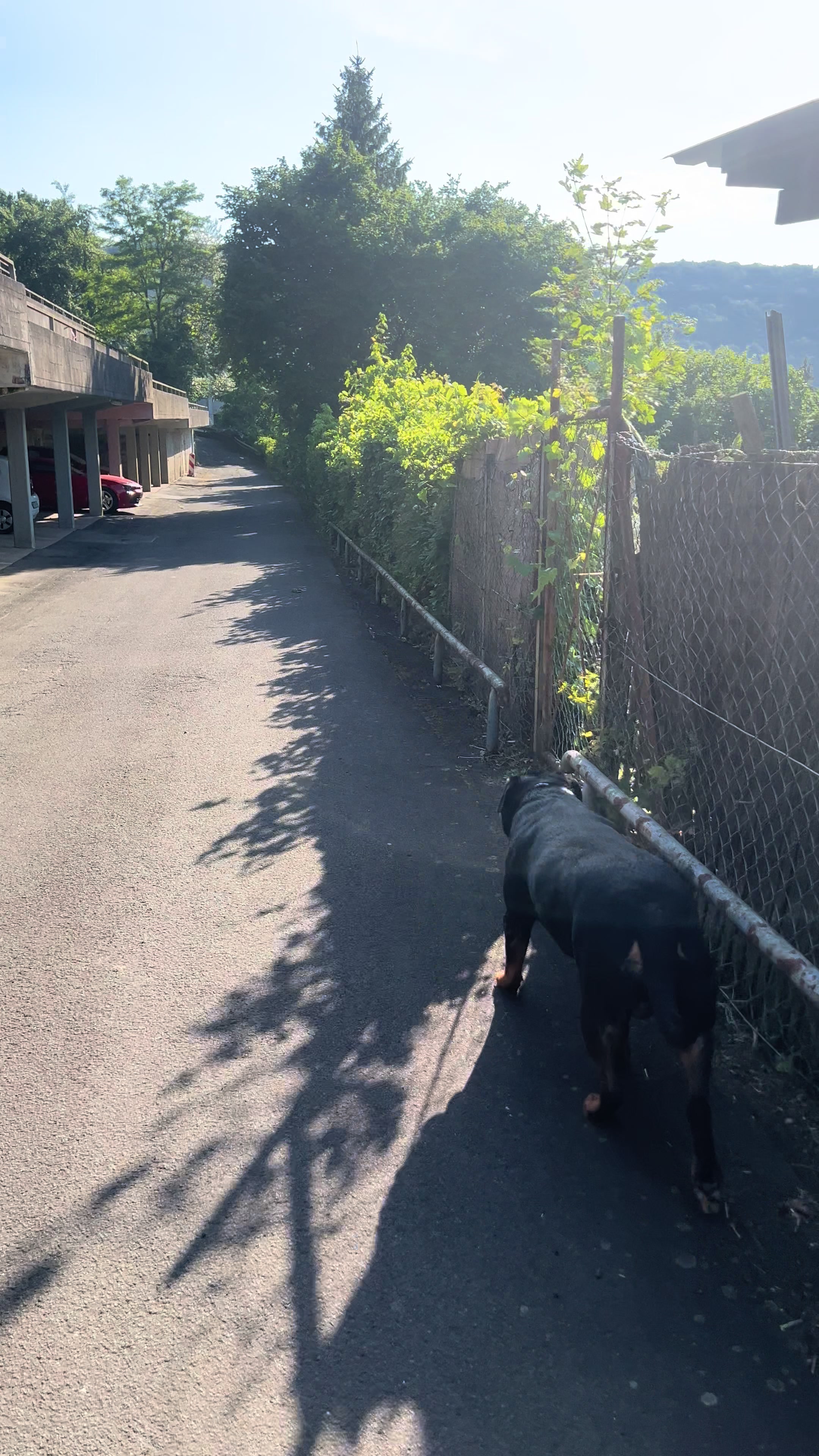 @Lucifer_Rottweiler
