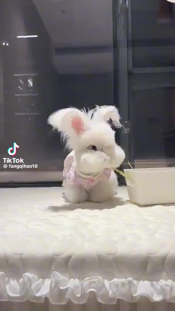 @HollywoodRabbits