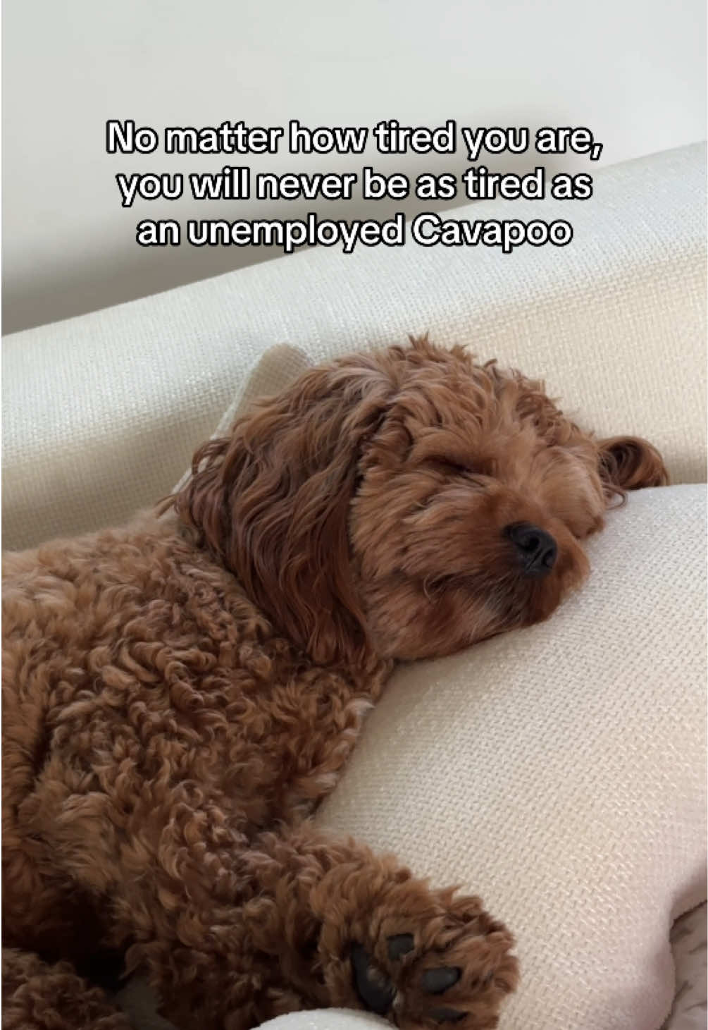 @Leo the Cavapoo