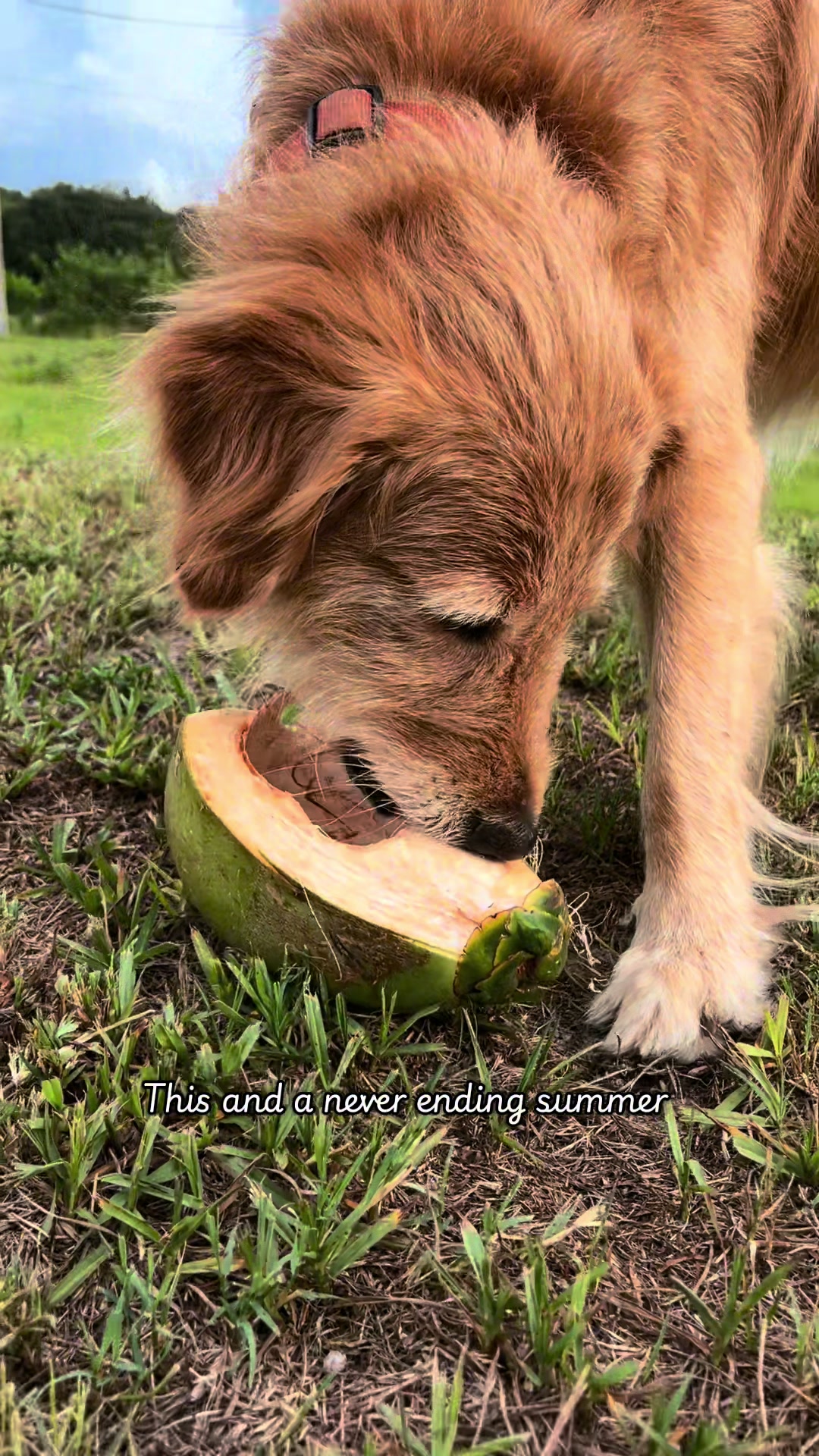 @Leo the Doodle