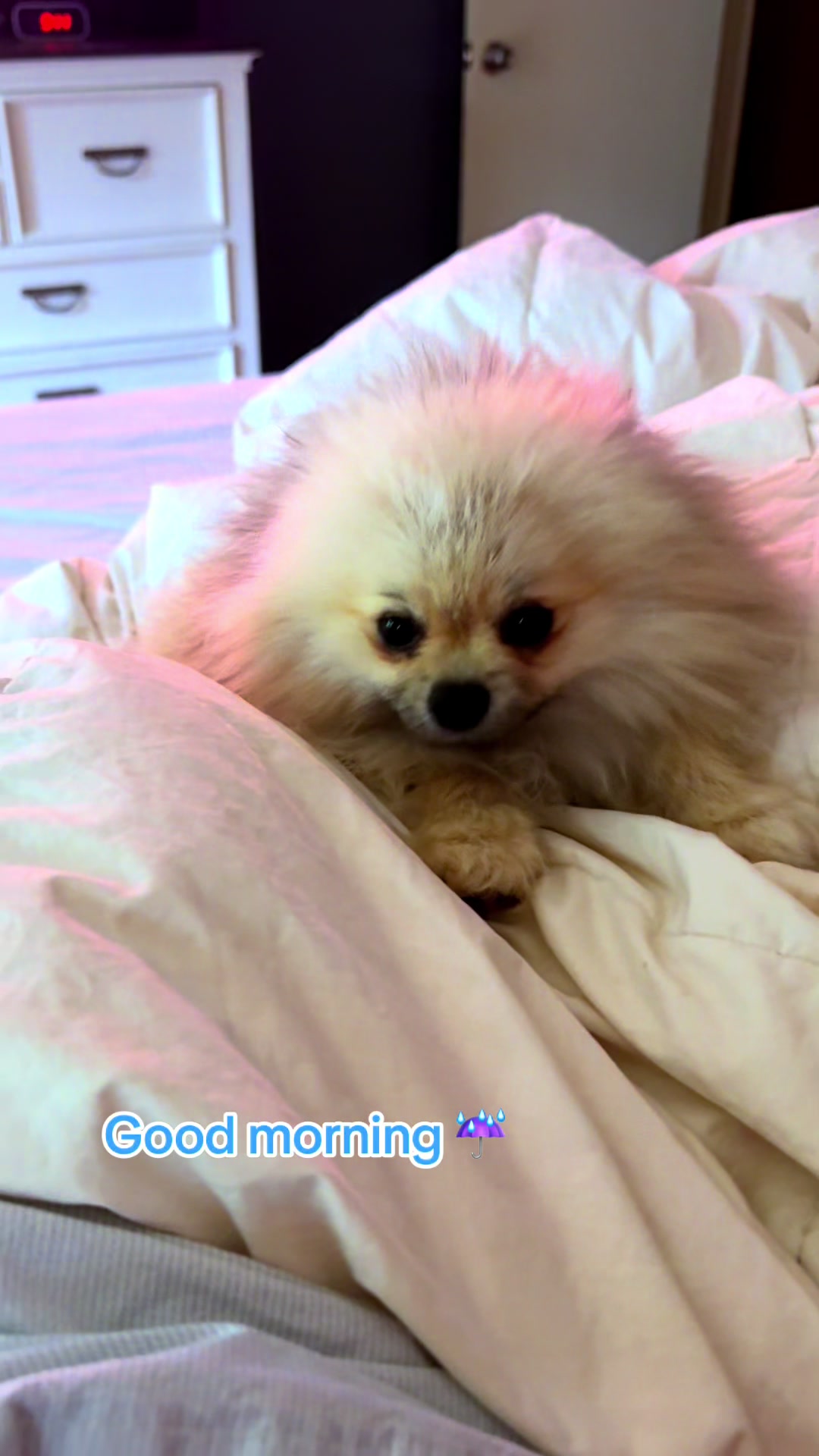 @Fingerlakes Pomeranians