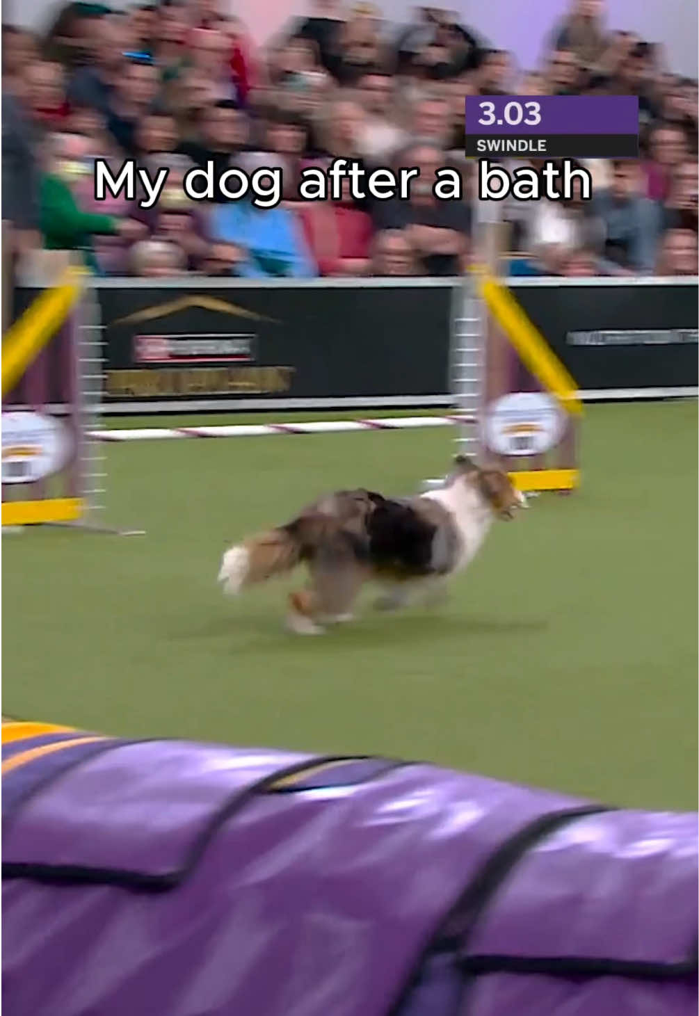 @Westminster Kennel Club
