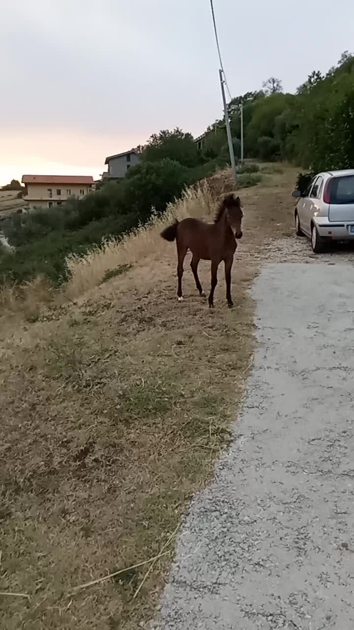 @pony show 🇮🇹🥇