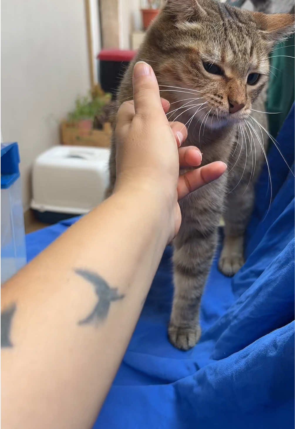 @Life with Kokoro the cat