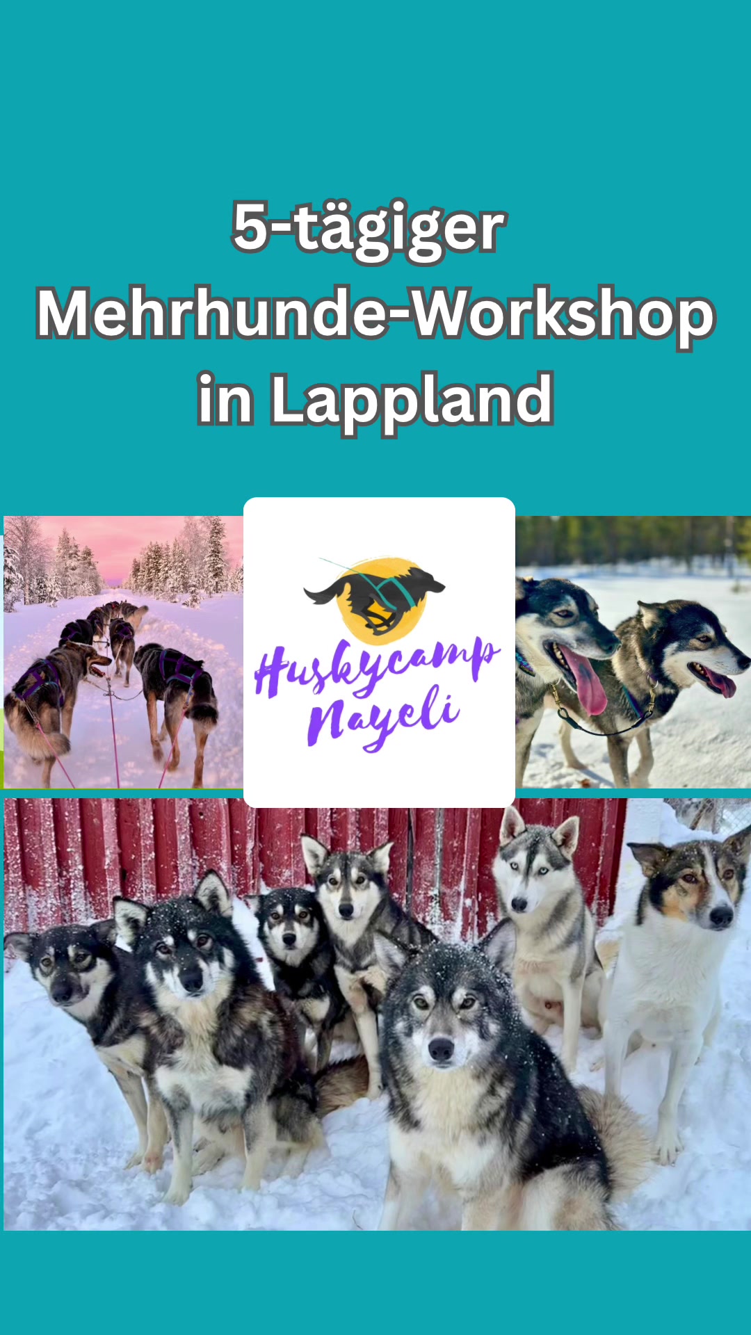 @Mehrere Hunde, ein Team!