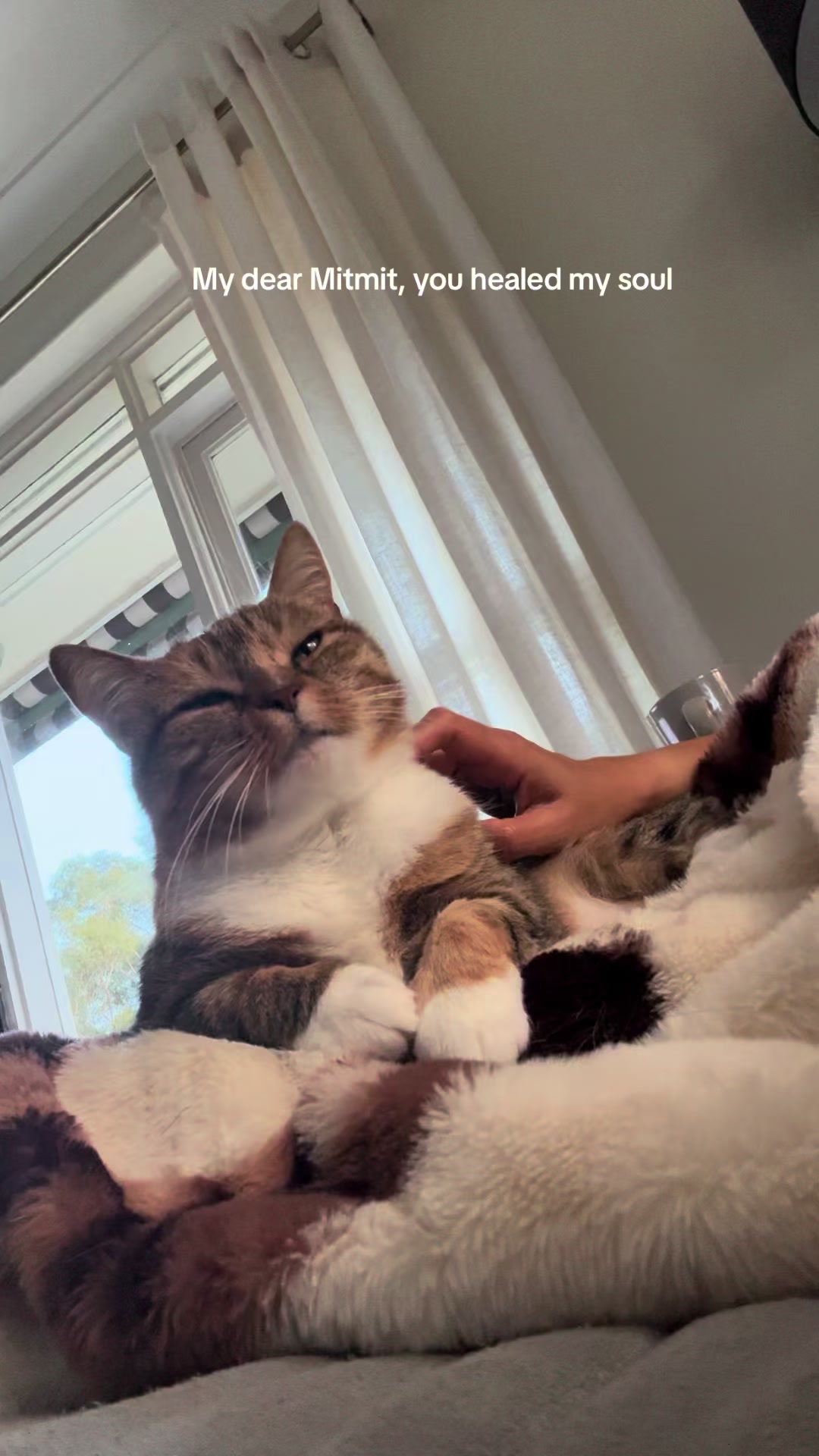 @mitmitcats