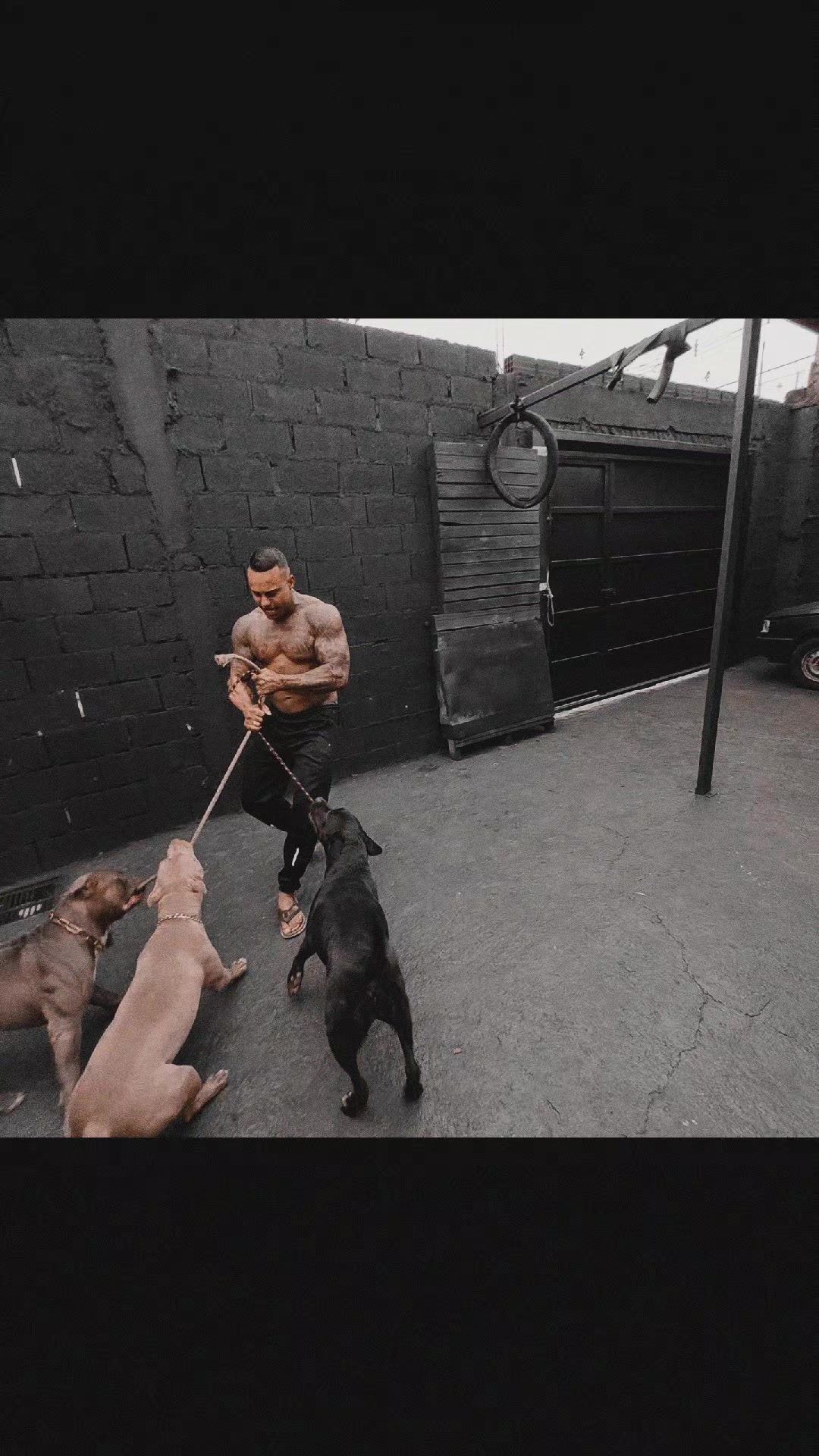 @cachorro de pobre