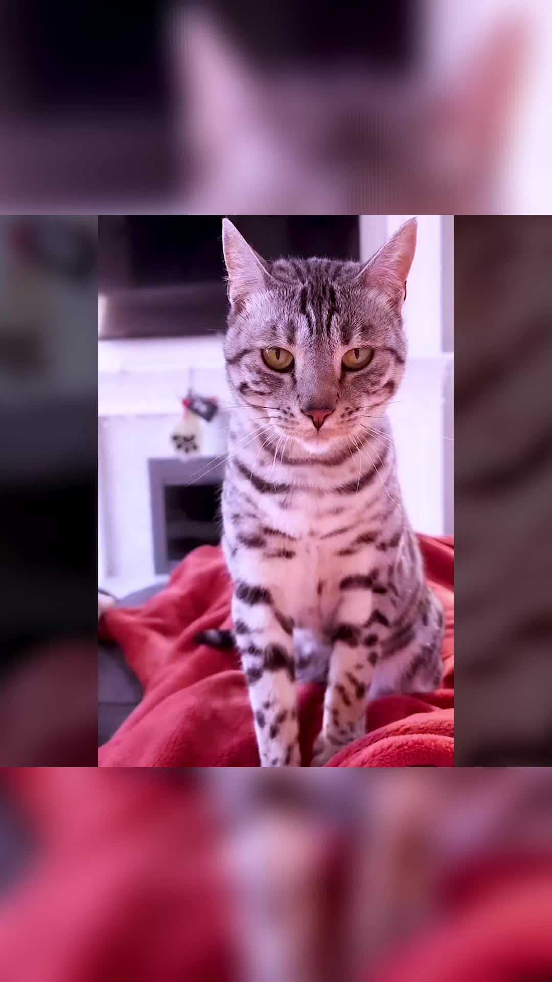 @Animals Stories