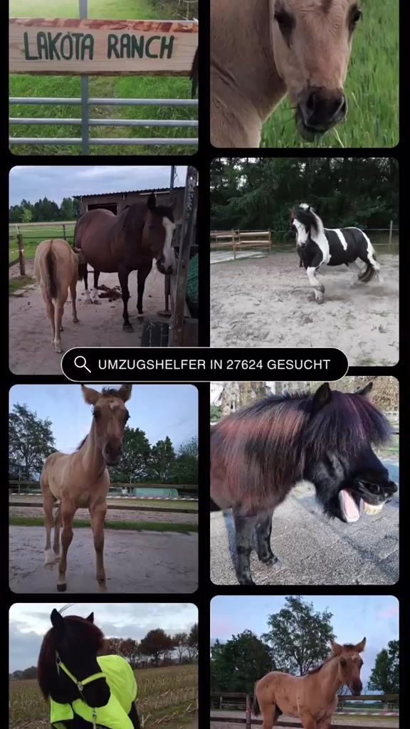 @Glücksritter für Tiere e.V.