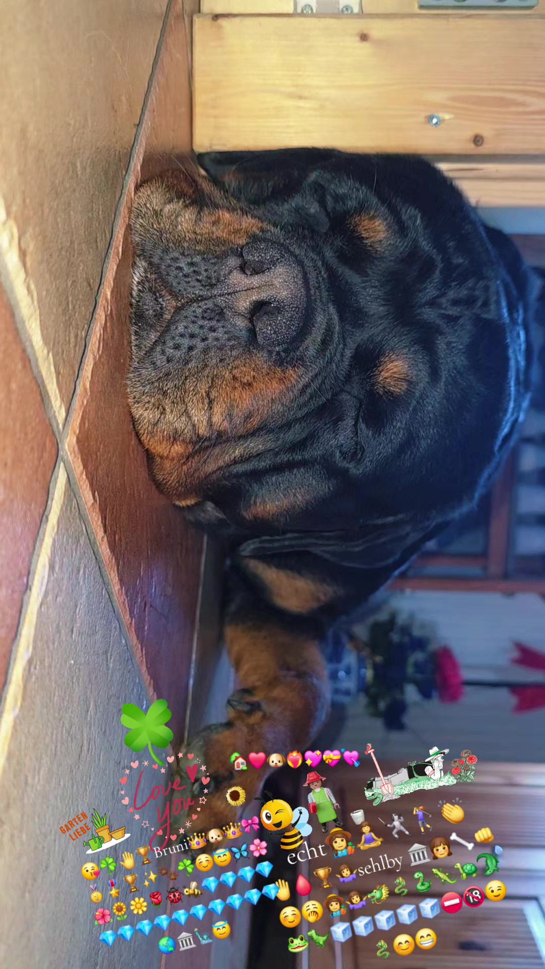 @Rottweiler Bruno