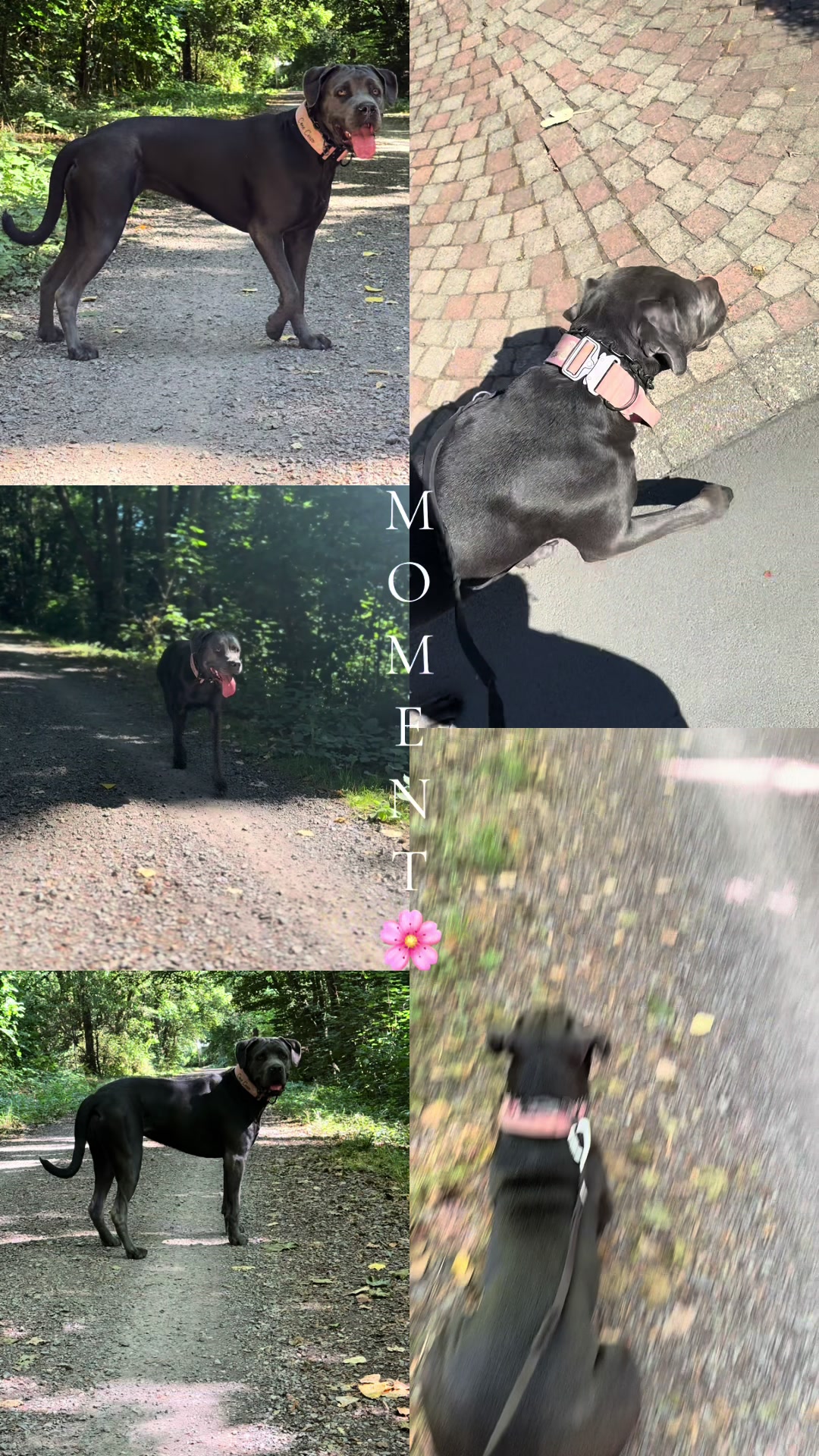 @Cane Corso Ayra 🐾