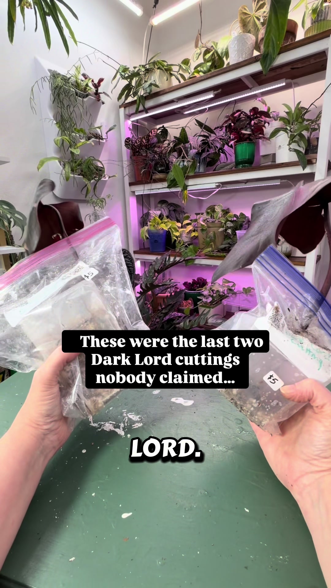 @Pothosiblyaboutplants