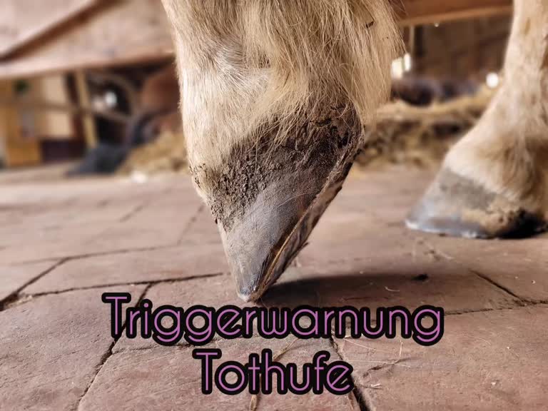 @skilly.hoof.hufpflege