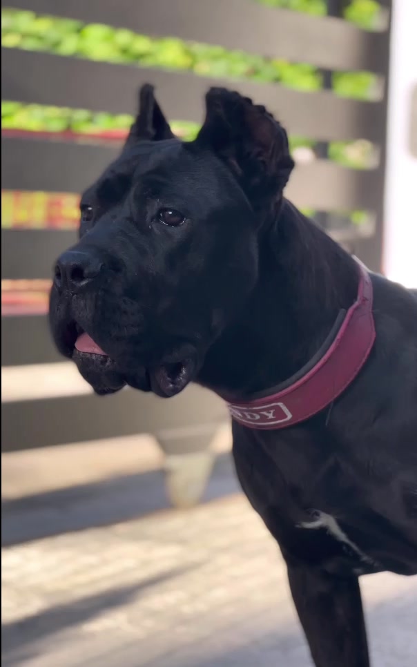 @CANE CORSO CLUB