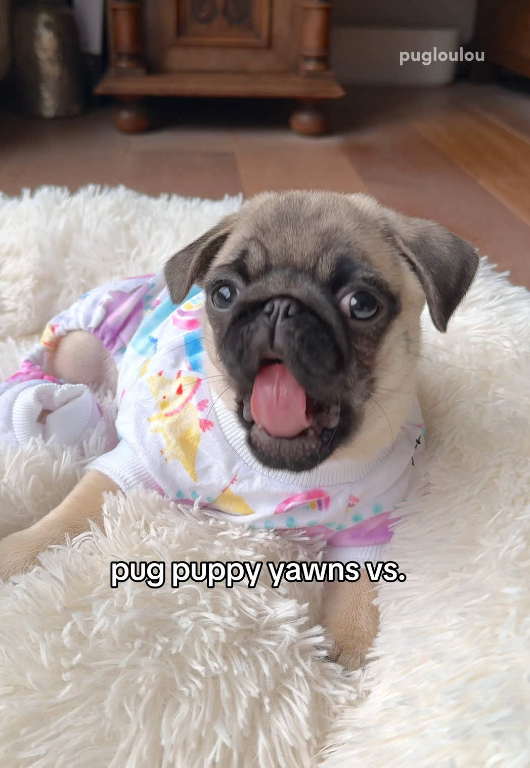 @Loulou the Pug