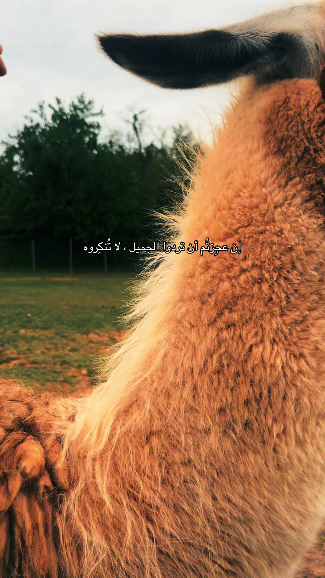 @ِ