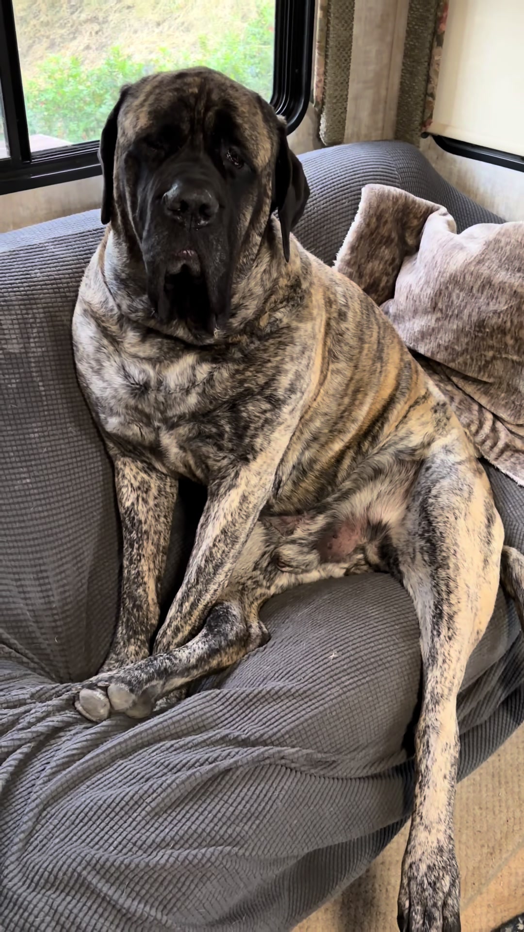 @BrindleBearTheMastiff