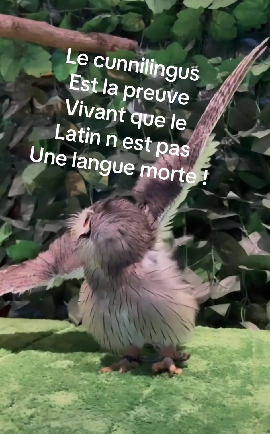 @hibou débrouillard