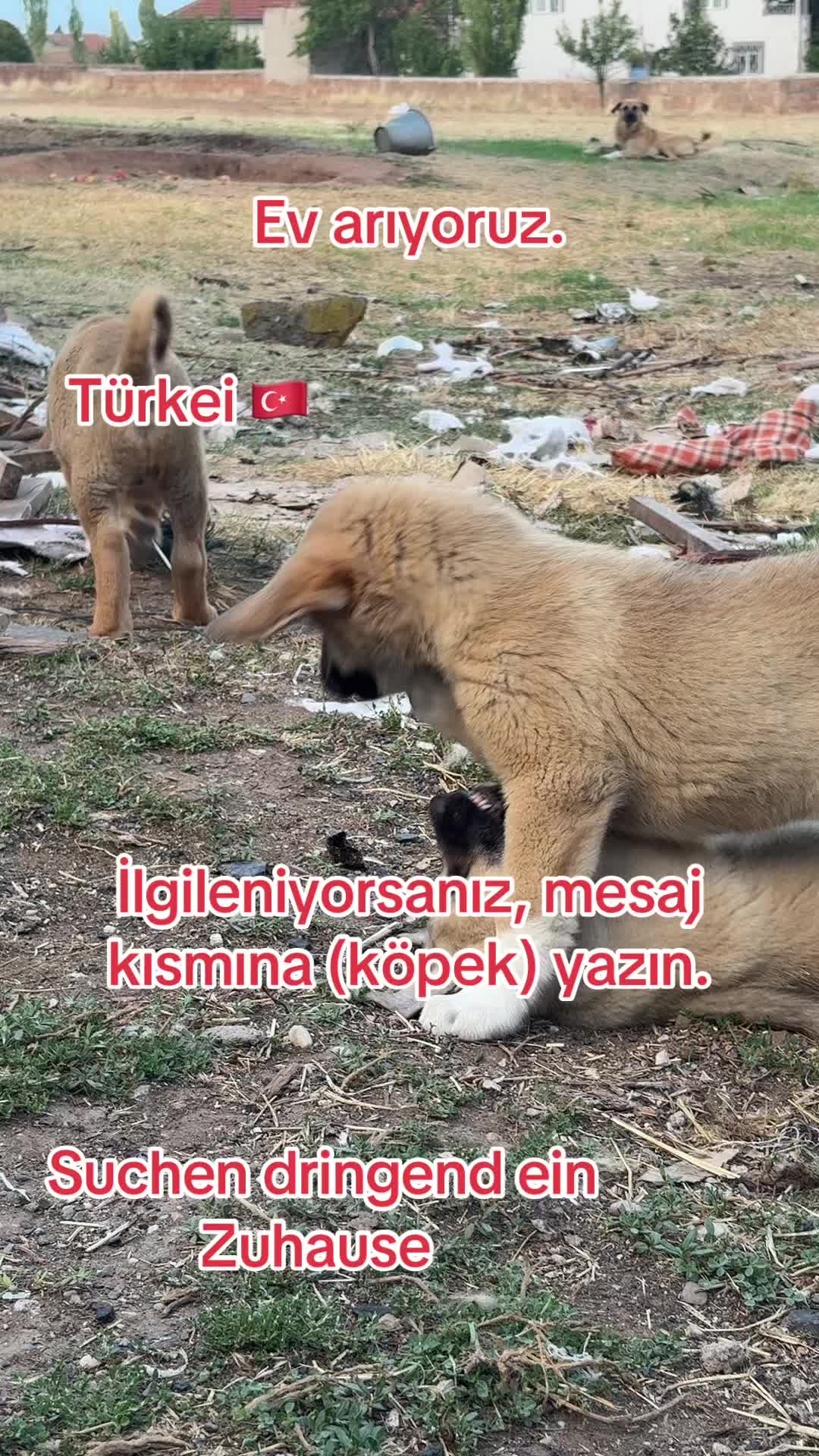 @vesna